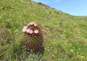 Cactus quisquito rosado Eriosyce subgibbosa au Chili