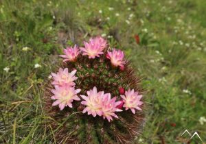 Cactus quisquito rosado Eriosyce subgibbosa en fleurs