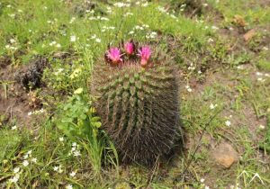 Cactus quisquito rosado Eriosyce subgibbosa