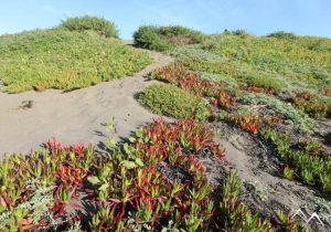 La végétation de la région de Matanzas au Chili